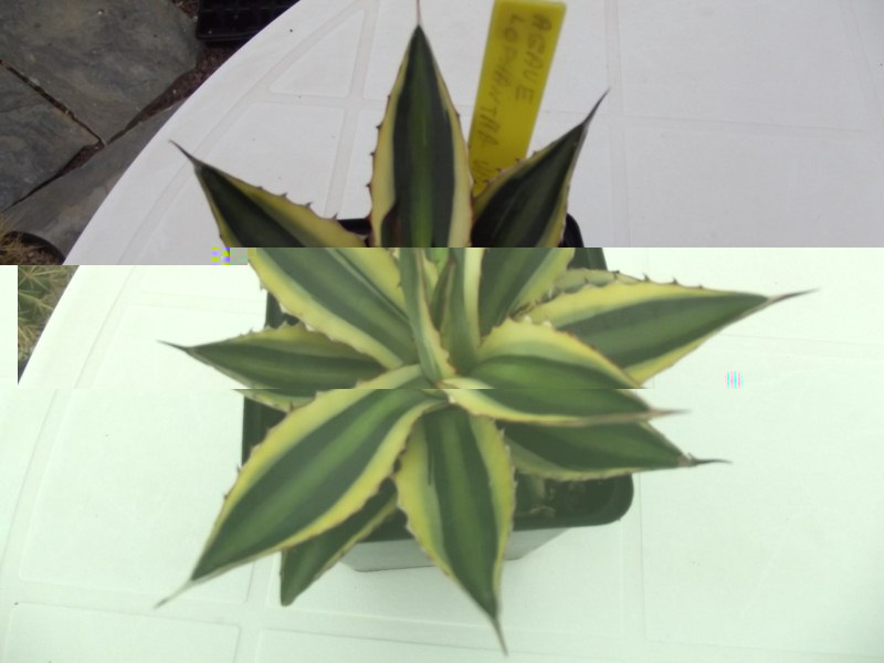 lophantha variegado(comprado en Cheste)
