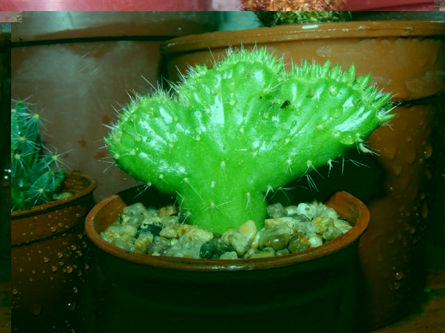 8