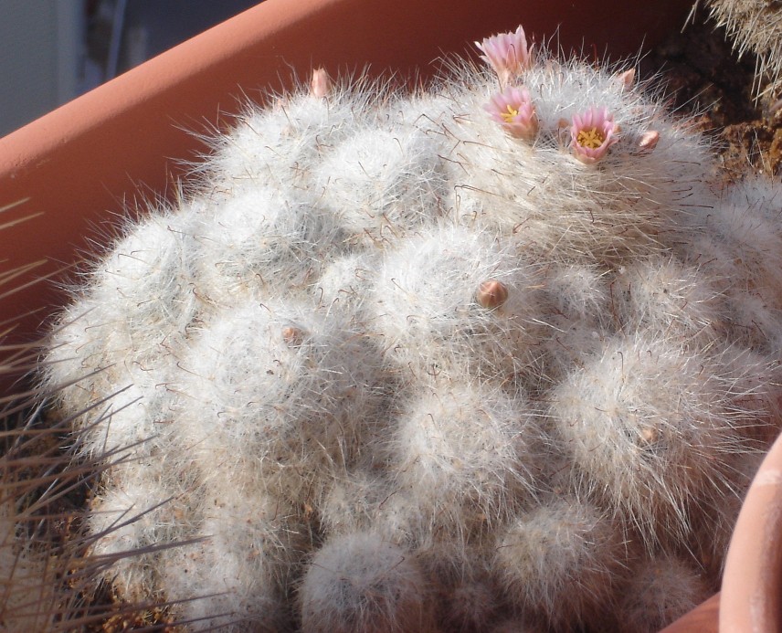 Mamillaria glassii cf. 260411 004 [50%].jpg