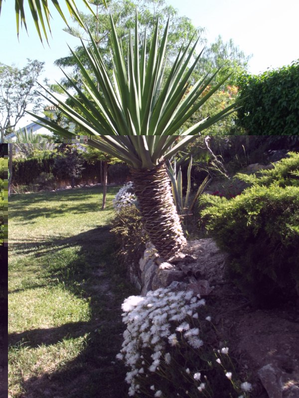 Este es el sisalana, del Cabo de Gata, que comentaba en la 1ª parte(sin las espinas laterales)al ester las hojas mas bajas, por encima de mi cabeza, ya no es necesario amputarles las espinas terminales