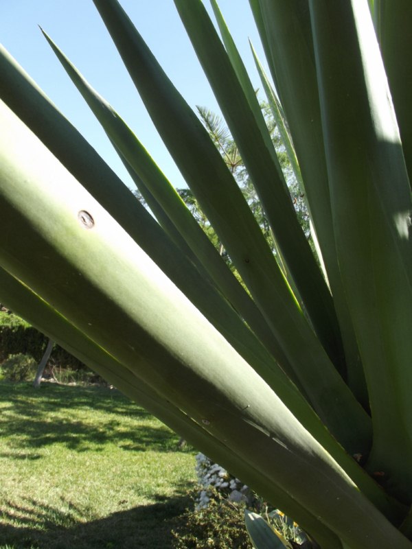 Detalle del sisalana