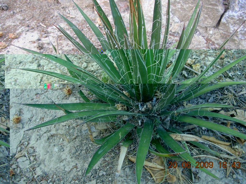 Agave fiífera, (este año los tengo limpios)