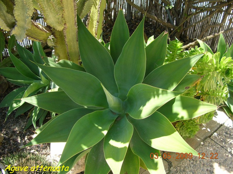 attenuata