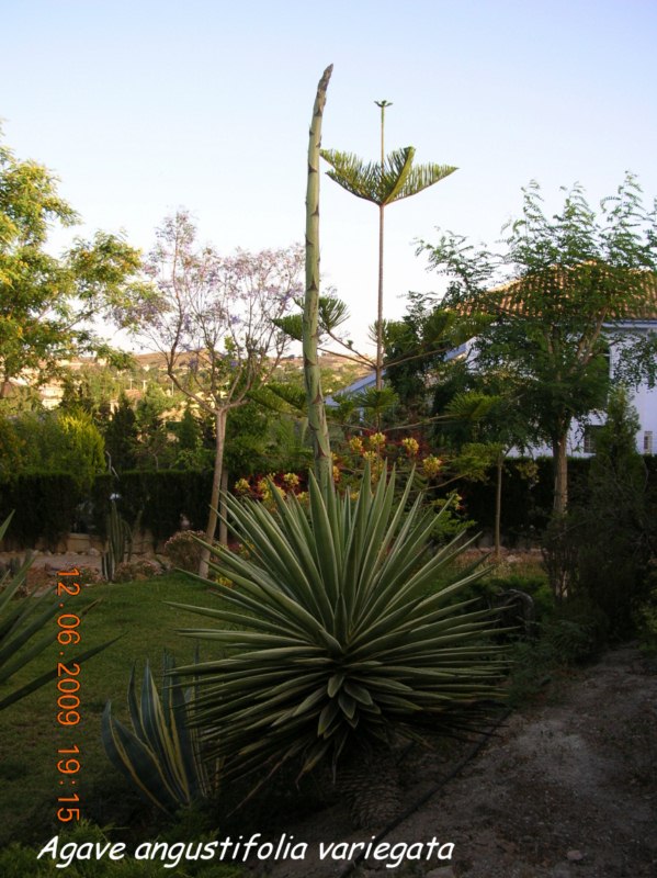 Agave angustifolia variegata,alzavarón(p) [800x600].jpg