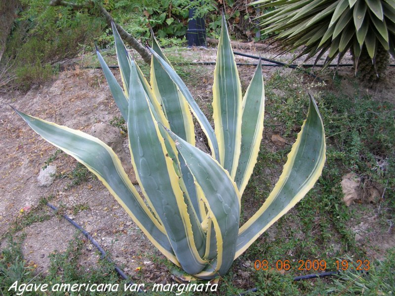 Agave americana, var. marginata(p) [800x600].jpg