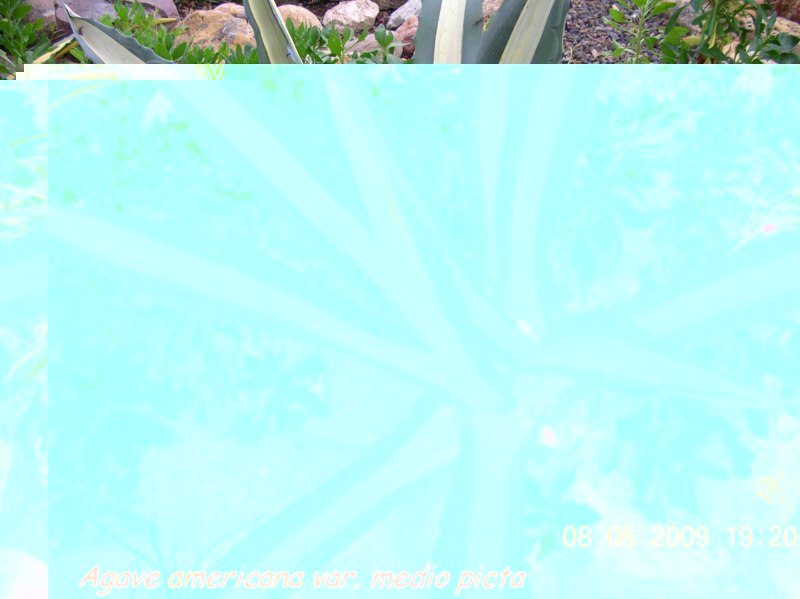Agave americana var. medio picta f. alba(p) [800x600].jpg