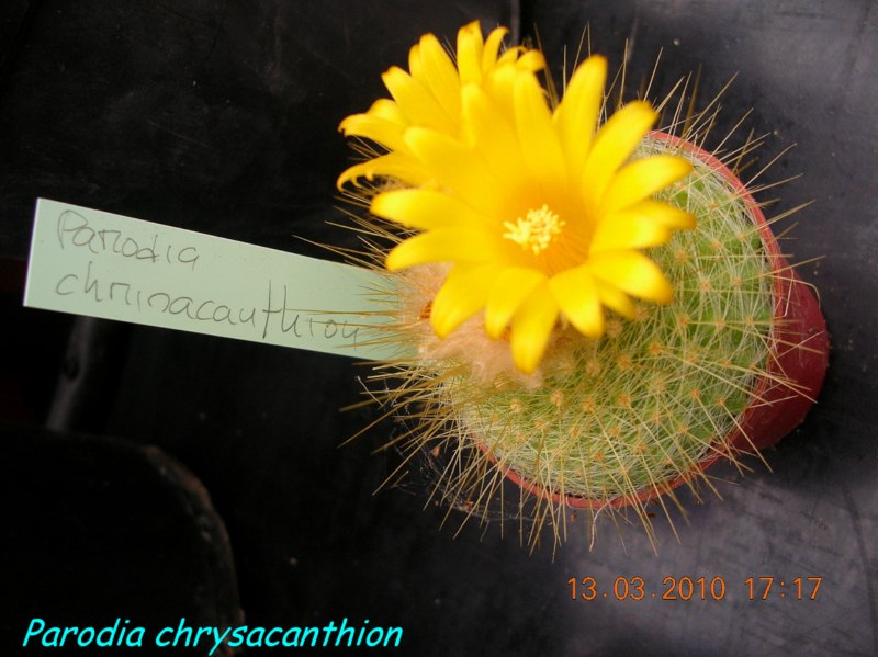 Parodia chrisacanthion-Img0003 [800x600].jpg