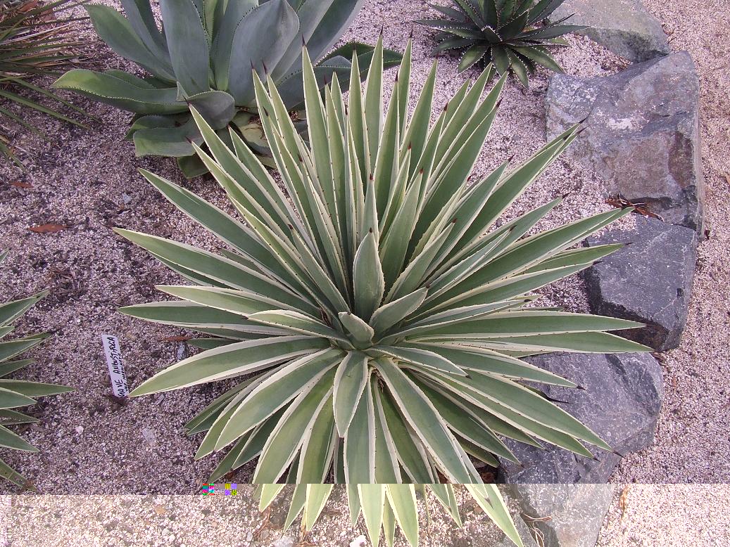 AGAVE ANGUSTIFOLIA VAR. MARGINATA
