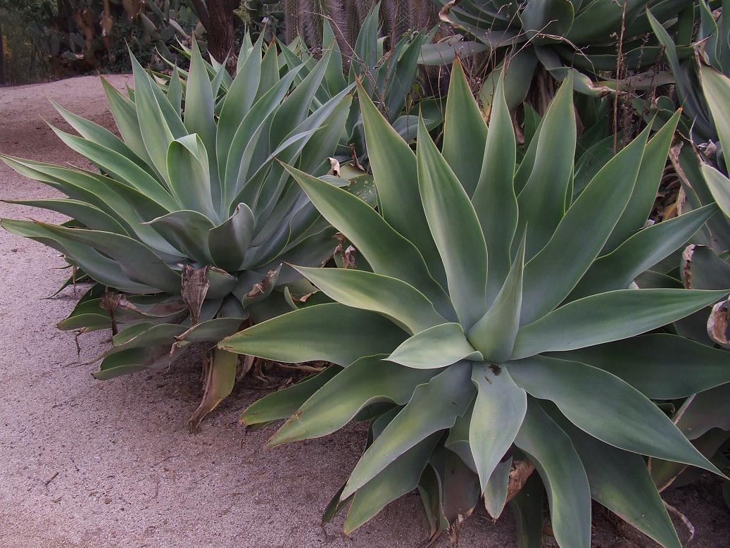 AGAVE ATENUATTA