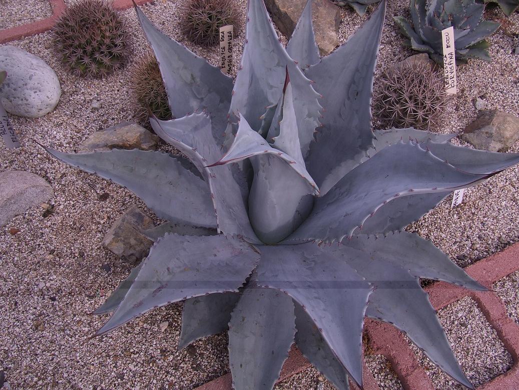 AGAVE FRANZOSINNI