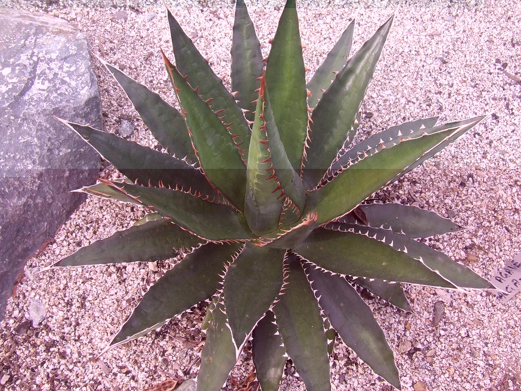 AGAVE GARCIA-MENDOZAE