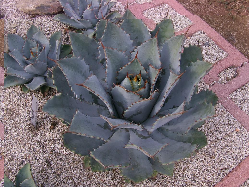 AGAVE GUADALAJARANA