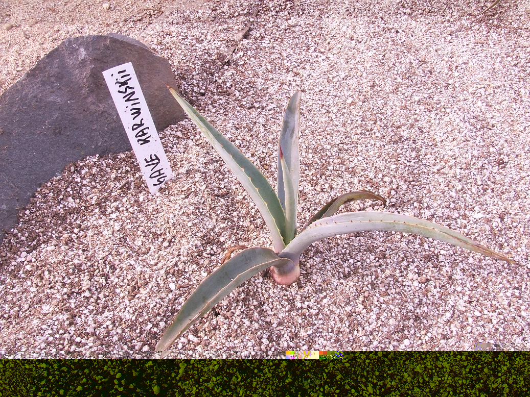 AGAVE KARWINSKII