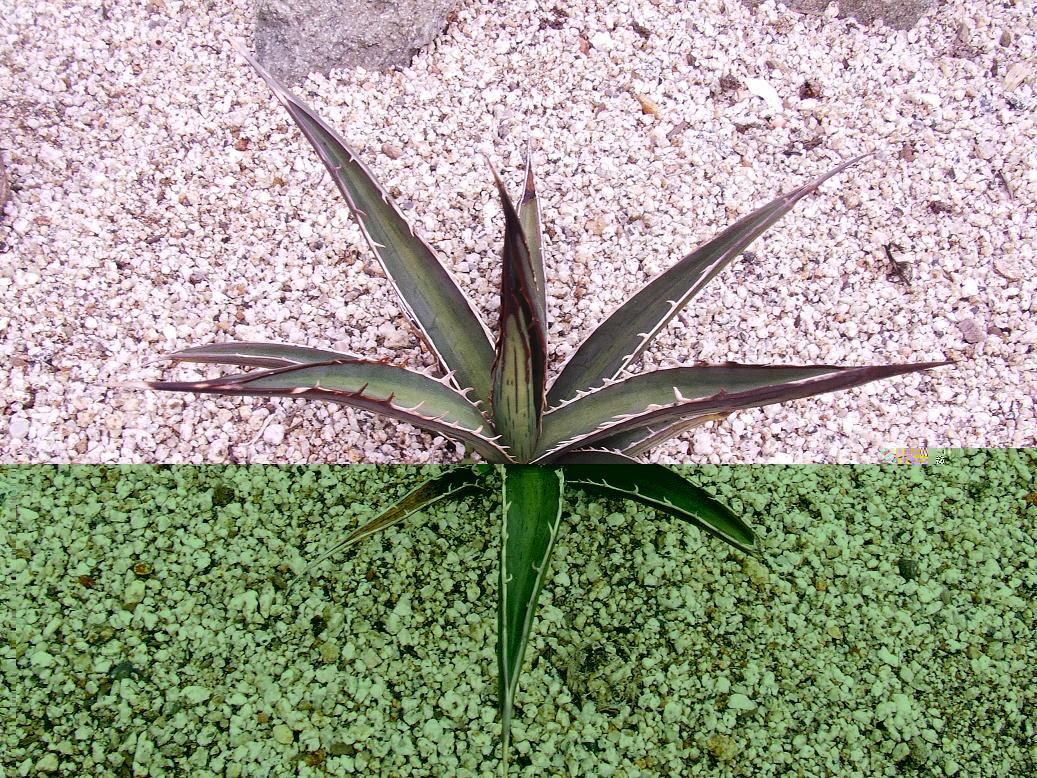 AGAVE LECHUGUILLA