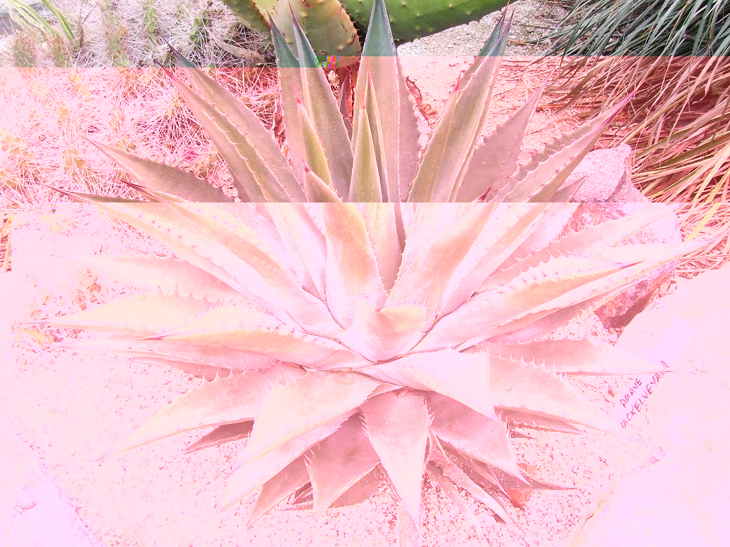 AGAVE MACKELVEYANA