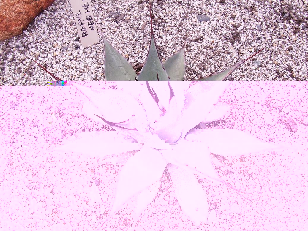 AGAVE NEOMEXICANA