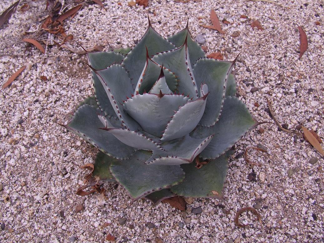 AGAVE OVATIFOLIA