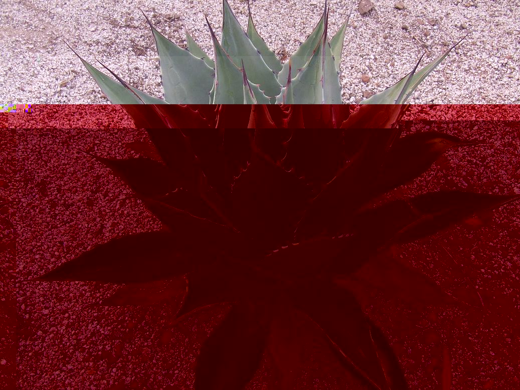 AGAVE PARRYII