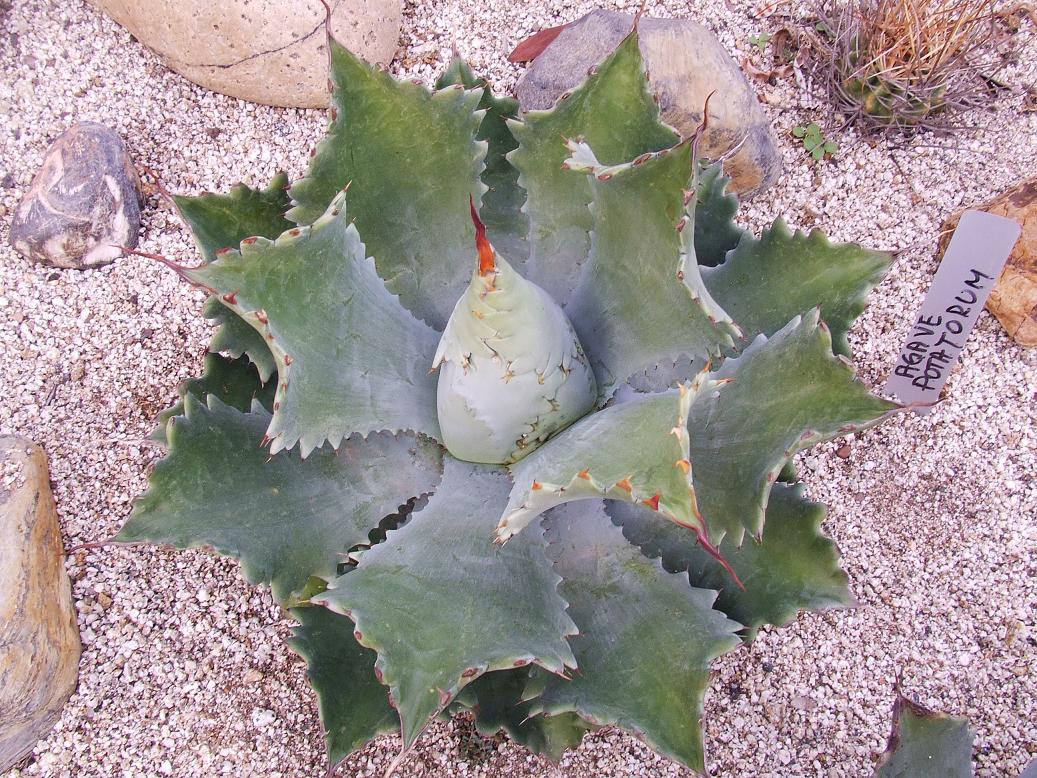 AGAVE POTATORUM