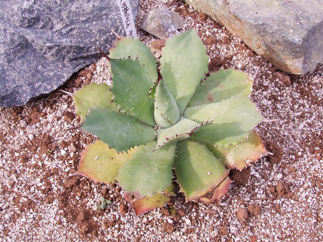 AGAVE PYGMAEA, no muy seguro