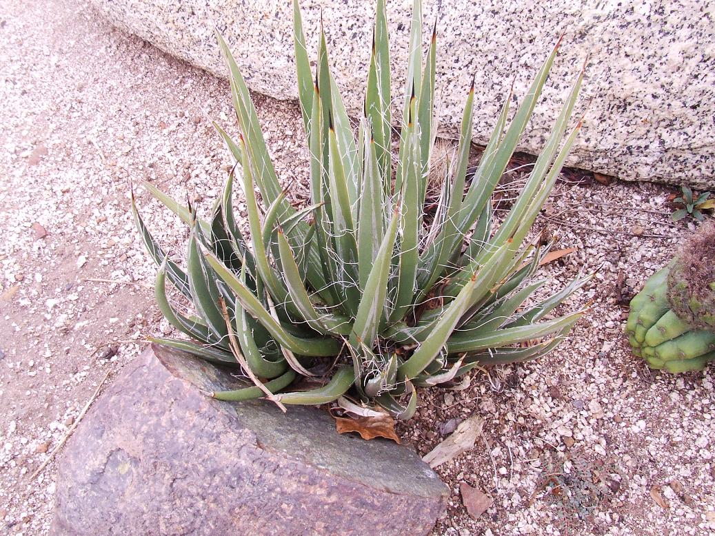 AGAVE SCHOTTII ?? La semilla decía A. schottii, pero más parece A. toumeyana