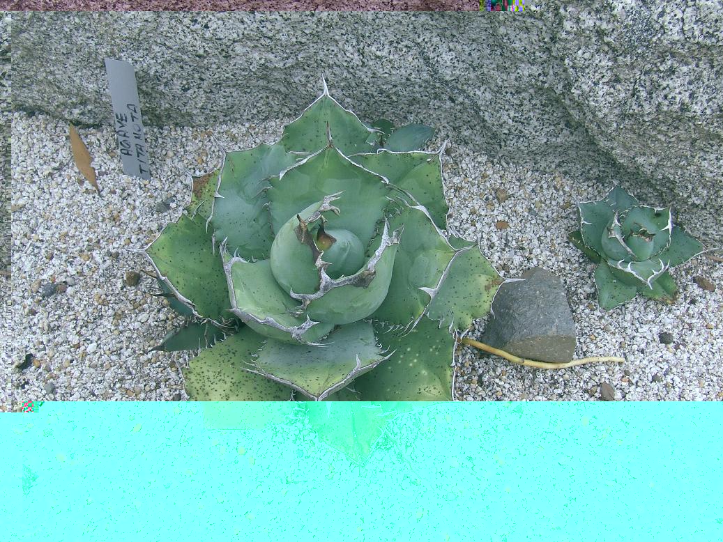 AGAVE TITANOTA, observen como está emitiendo un brote que originará una nueva planta