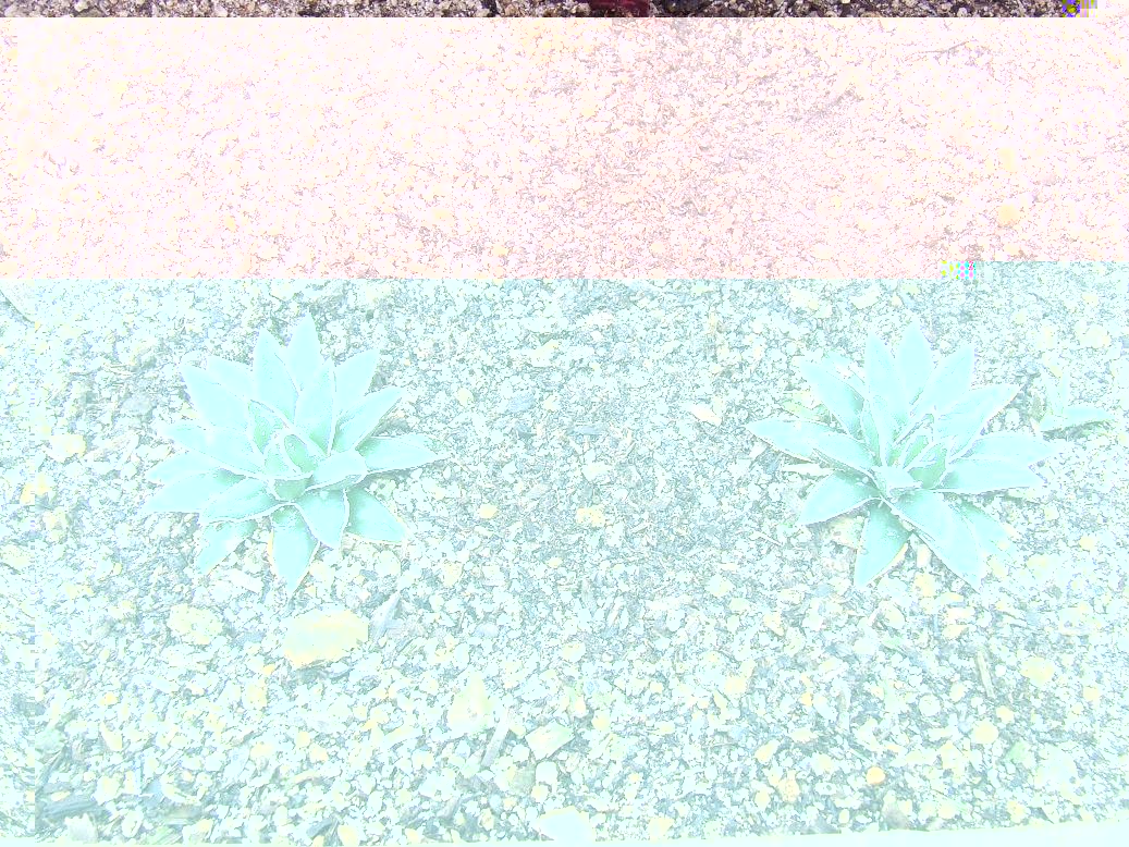 Una pareja de A. victoria-reginae &quot;snow queen&quot;, hermosos...