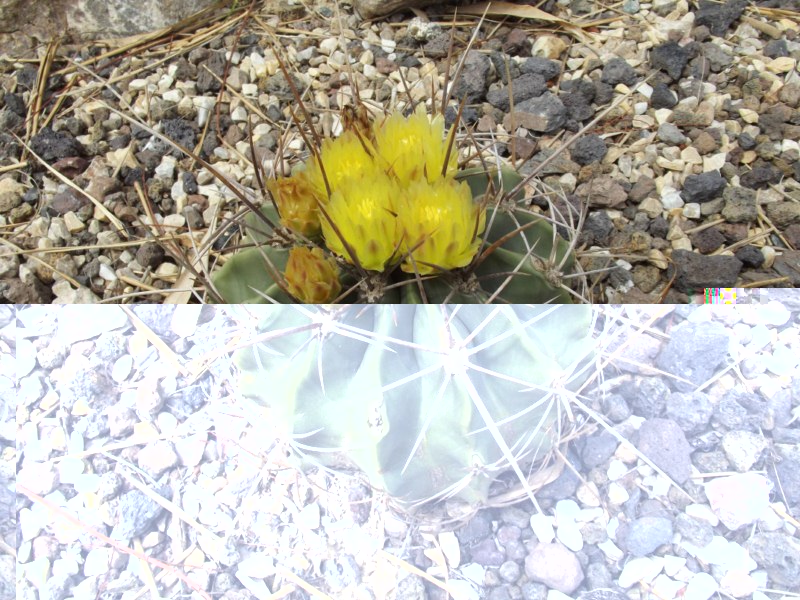 10-Emoryi rectispinus?