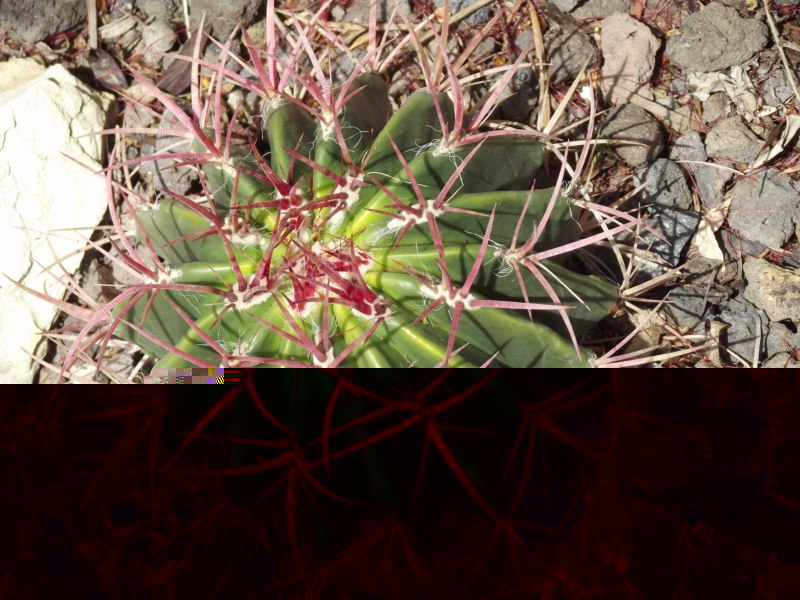 7-Stainesii?