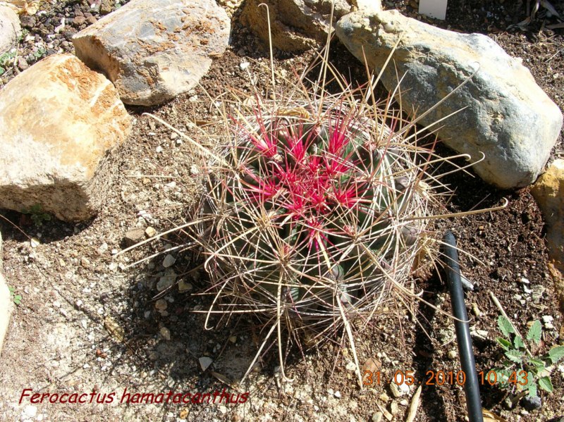 3-Hamatqacanthus... pero hamatacanthus ssp. hamatacanthus o hamatacanthus ssp. sinuatus?