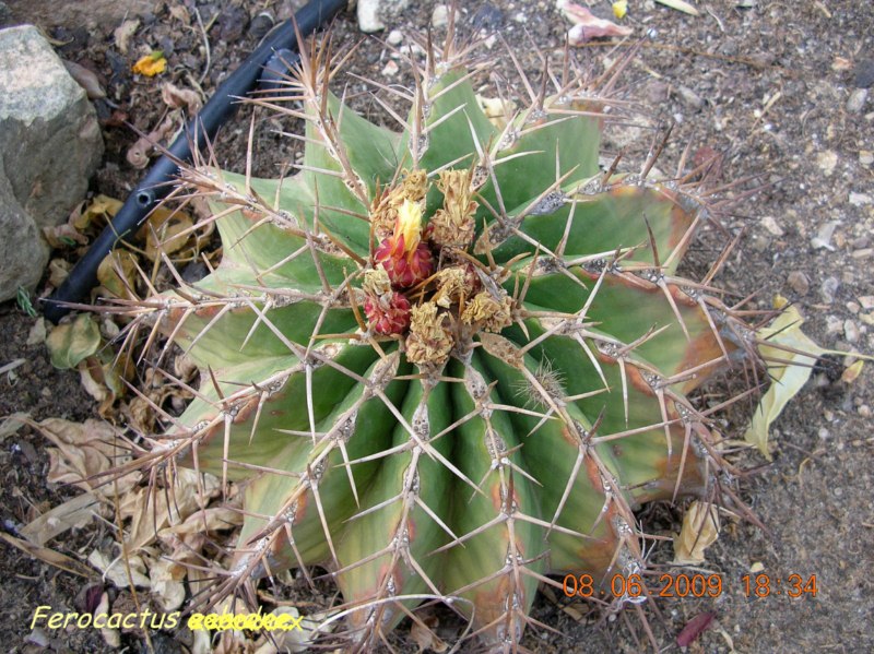2-Schwarzii