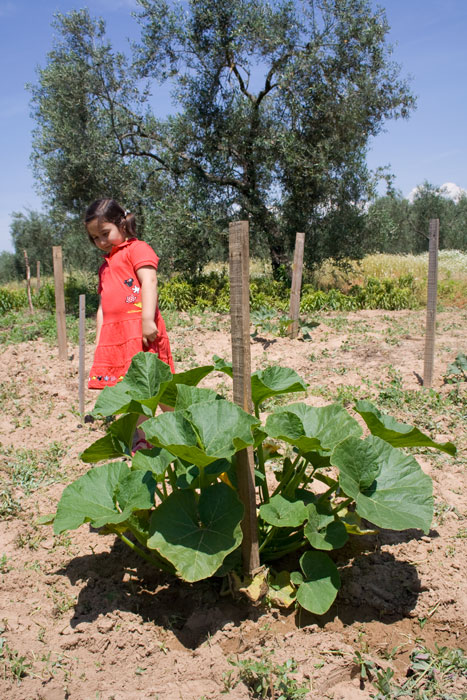 calabazas.jpg