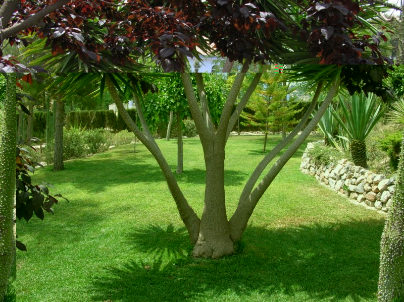 10-Las hojas de la yuca parecen las del prunus que tiene delante.