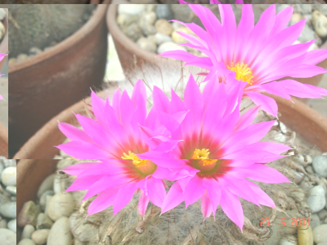 Mammillaria guelzowiana.jpg