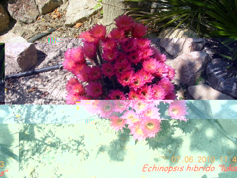 Echinopsis híbrido- lukas-Img1222 [800x600].jpg