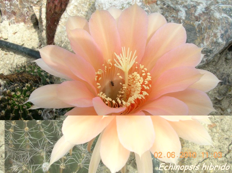 Echinopsis hibrido-Img0914 [800x600].jpg