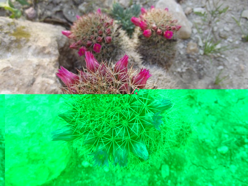 Mammillaria ...¿-DSCF0302 [800x600].jpg
