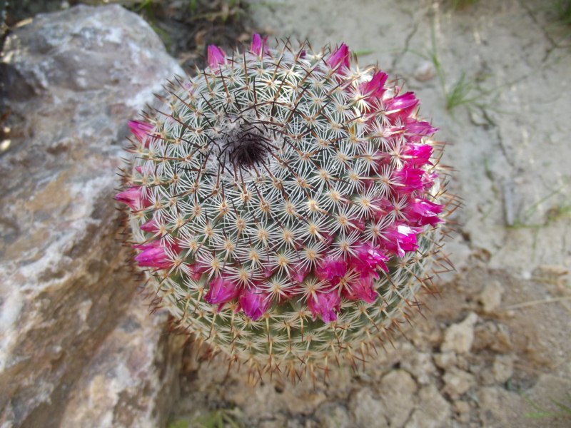 Mammillaria ...¿-DSCF0303 [800x600].jpg