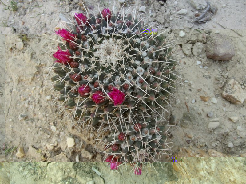 Mammillaria ...¿-DSCF0304 [800x600].jpg