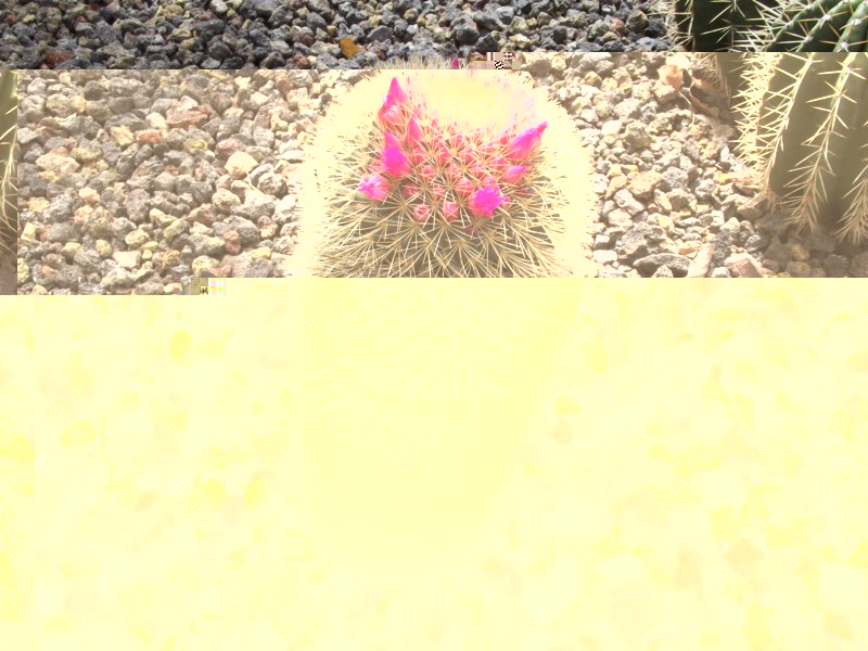 Mammillaria albilanata-125 [800x600].jpg