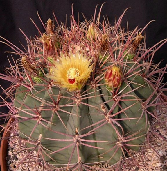 Ferocactus_emoryi_Norbert_Toth_2_.jpg