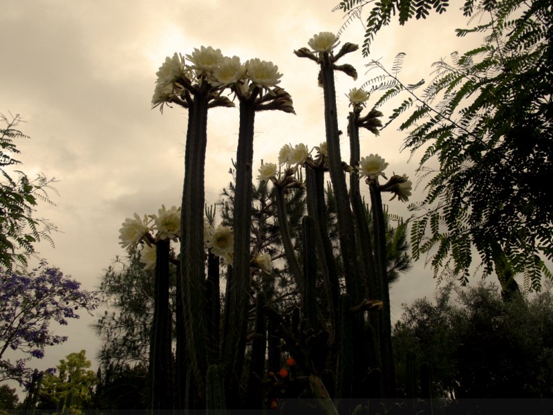 Echinopsis pachanoi-DSCF1102 [800x600].jpg