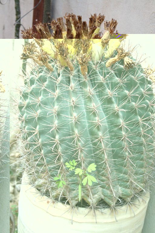 Ferocactus_wislizeni_Ghasuan_Hemedi_2.jpg