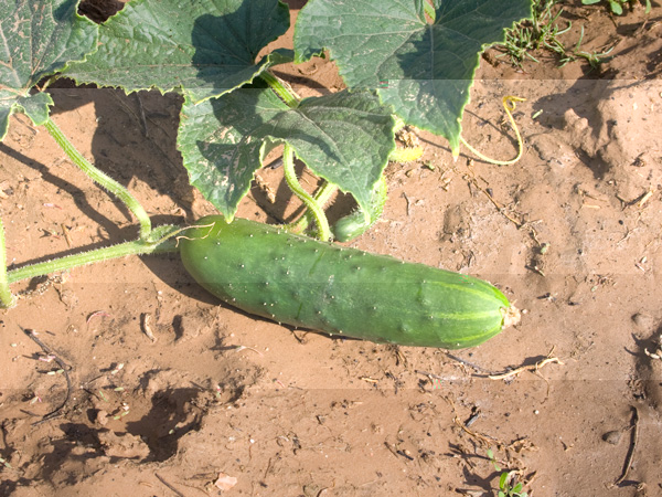 Pepino.jpg