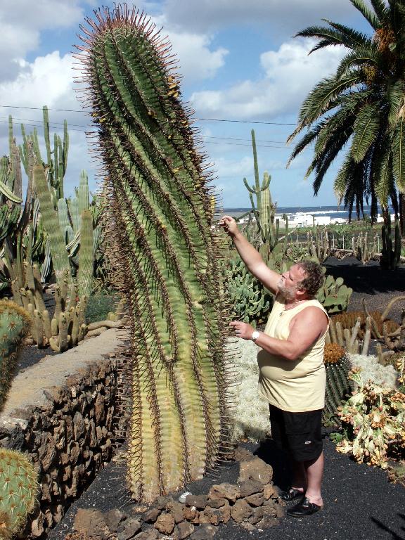 Feroc__herrerae_in_einem_Privatgarten_auf_Lanzarote_2005_Pflanze_ca__3_70m_Vok.jpg