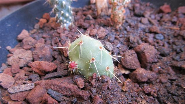 mini sconosciuto (Small).JPG