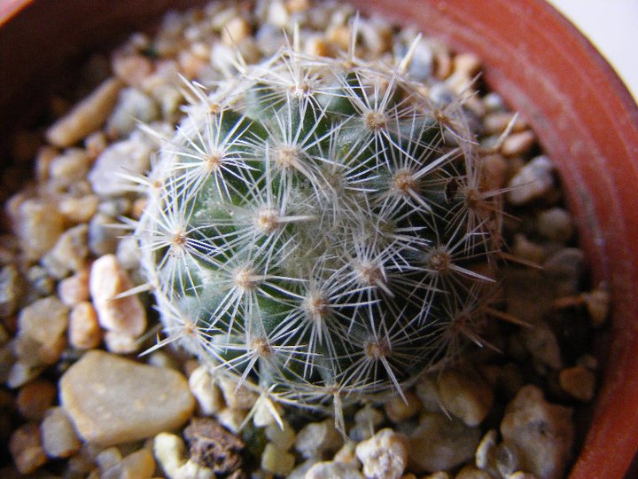 5. Mammillaria....