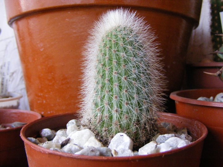 4. Cleistocactus strausii????