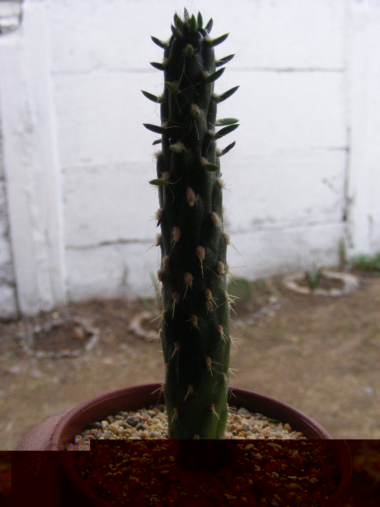 3. Austrocylindropuntia cylindrica?????