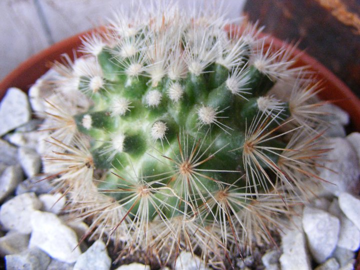 1. Mammillaria.........